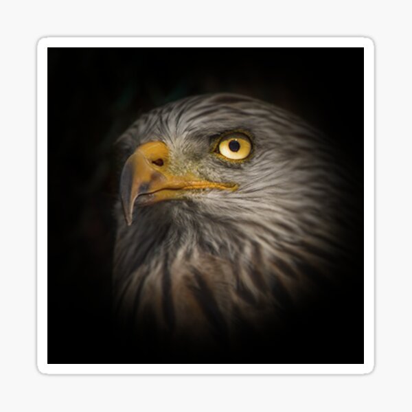 adler aus einer vogelwarte Sticker