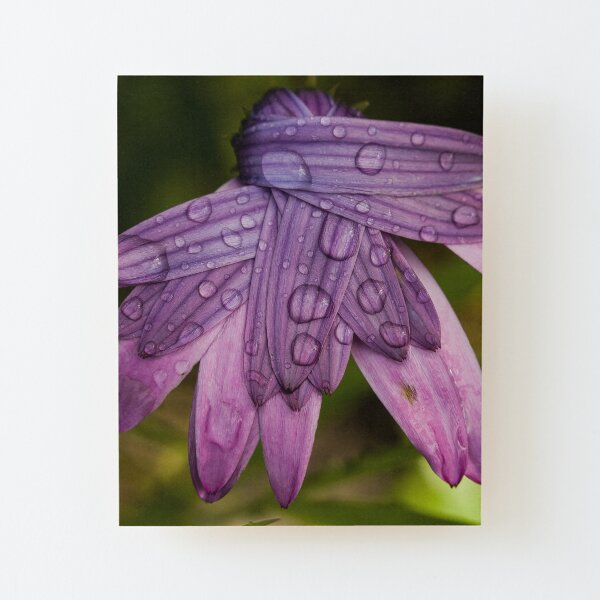 Dewdrops on folded-up daisy flower Wood Mounted Print