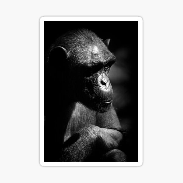Contemplation Sticker