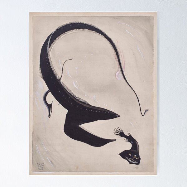 Item preview, Gulper Eel Chasing Deep Sea Fish designed and sold by WCS-Archives.