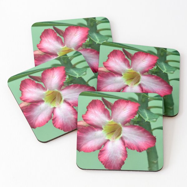 Item preview, Adenium obesum/Desert rose designed and sold by VeenaNair23.