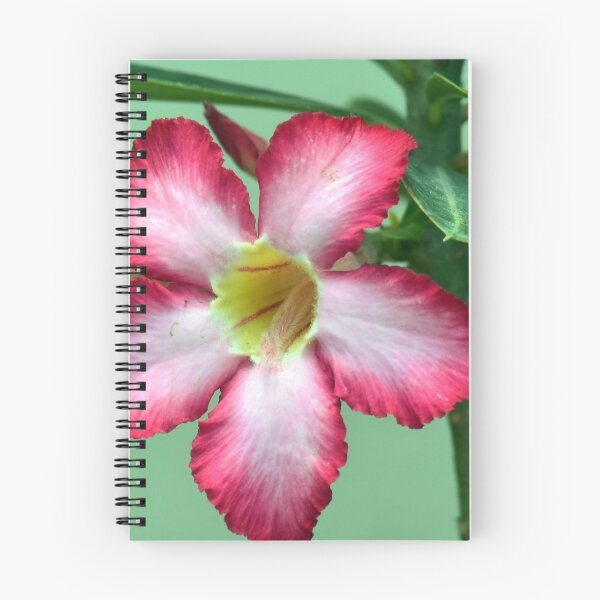Item preview, Adenium obesum/Desert rose designed and sold by VeenaNair23.