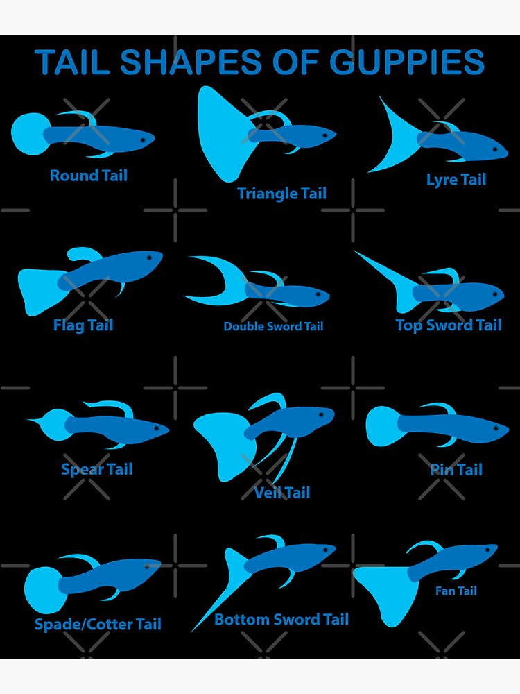 Guppy Guppies Guppys Tail Shapes Breeds Sorts Aquarium Fish | Magnet