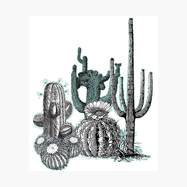 Item preview, Desert Succulents designed and sold by encyclo-art.