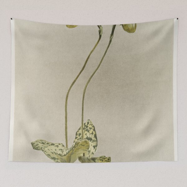 Item preview, Reichenbachia: Orchids Illustrated and Described designed and sold by EsotericBotanic.