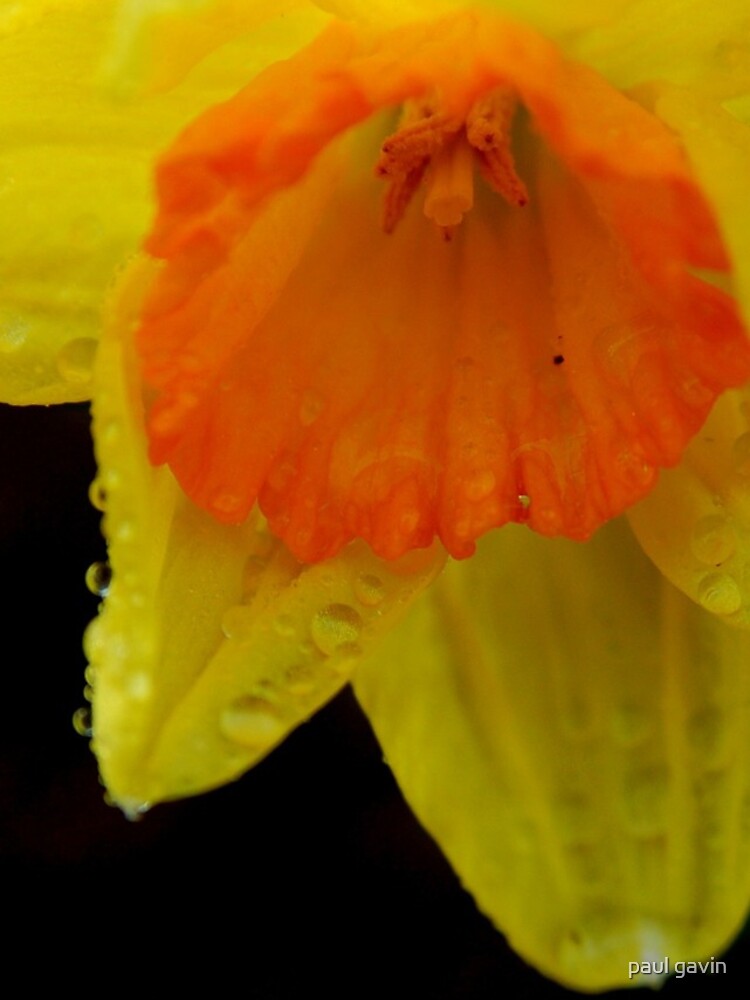 Thumbnail 5 of 5, iPhone Case, daffodil designed and sold by pgavin50.