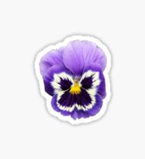 pansy sticker Sticker