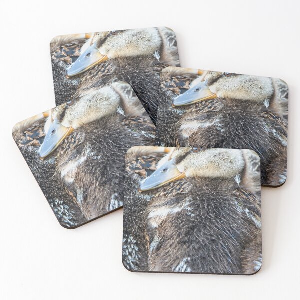 Item preview, Mallard Ducklings, Madison, Wisconsin 2 designed and sold by StevenRalserPhoto.