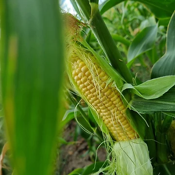 Artwork thumbnail, corn by codic123
