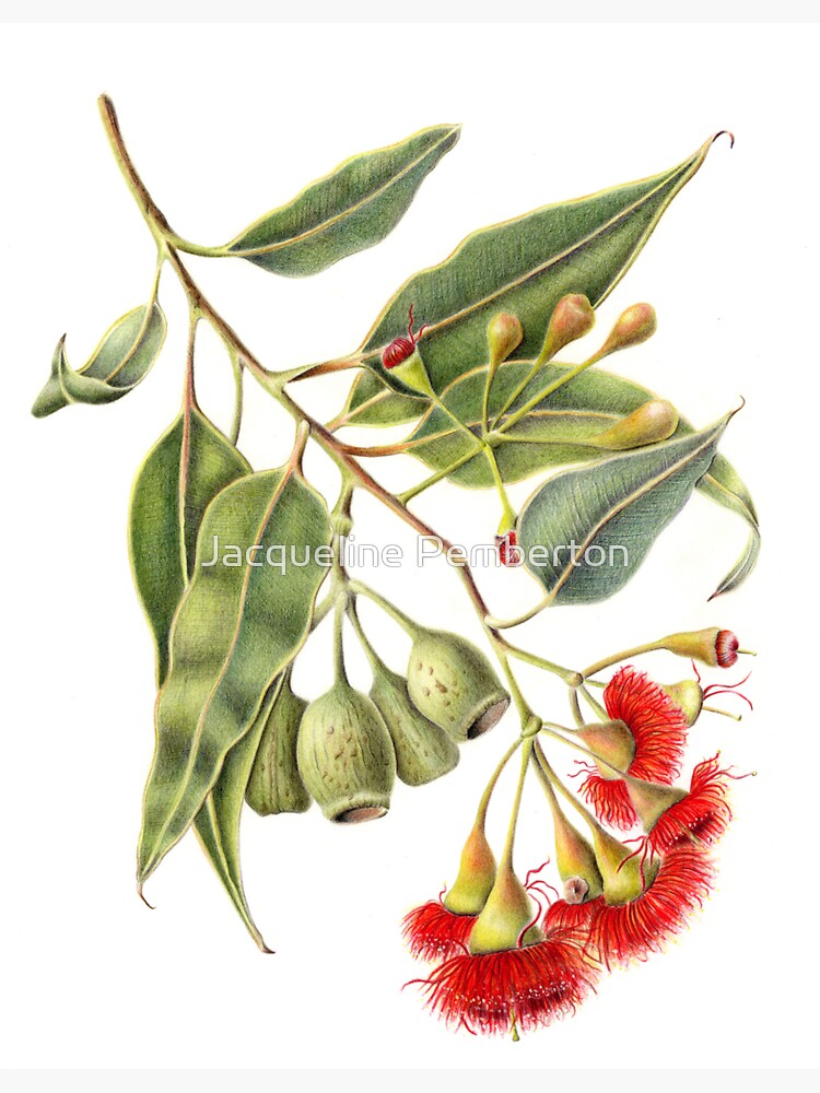 Thumbnail 3 of 3, Sticker, Corymbia ficifolia - Red Flowering Gum designed and sold by JacquiPemberton.