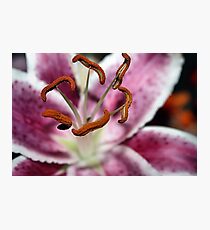 STAMEN Photographic Print