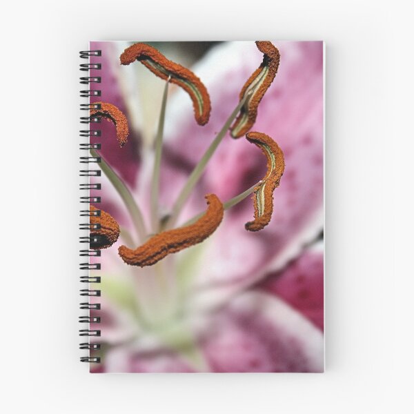 Item preview, STAMEN designed and sold by BOLLA67.
