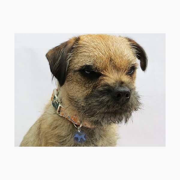 Heidi HellHound Border Terrier Photographic Print