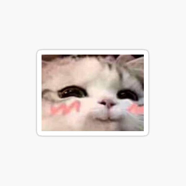 "cute wholesome blushing kitty cat kitten" Sticker for Sale by ayyyyyyyy Redbubble
