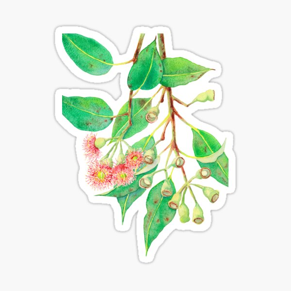Item preview, Red flowering gum watercolour designed and sold by Zoya Makarova.