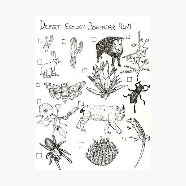 Item preview, Desert Ecology Scavenger Hunt designed and sold by tlars88.