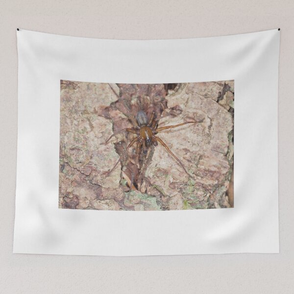 Item preview, Callobius pictus or similar hacklemesh weaver spider designed and sold by SDym Photography.
