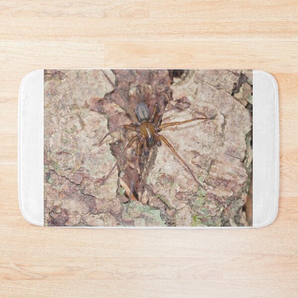 Item preview, Callobius pictus or similar hacklemesh weaver spider designed and sold by SDym Photography.