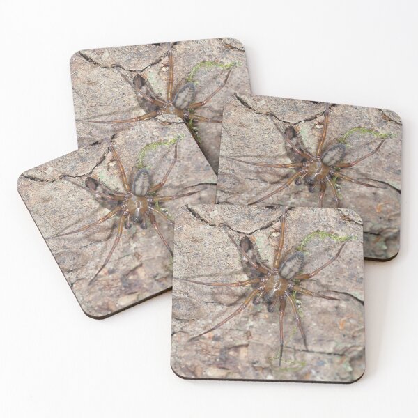 Item preview, Callobius pictus or similar hacklemesh weaver spider designed and sold by SDym Photography.