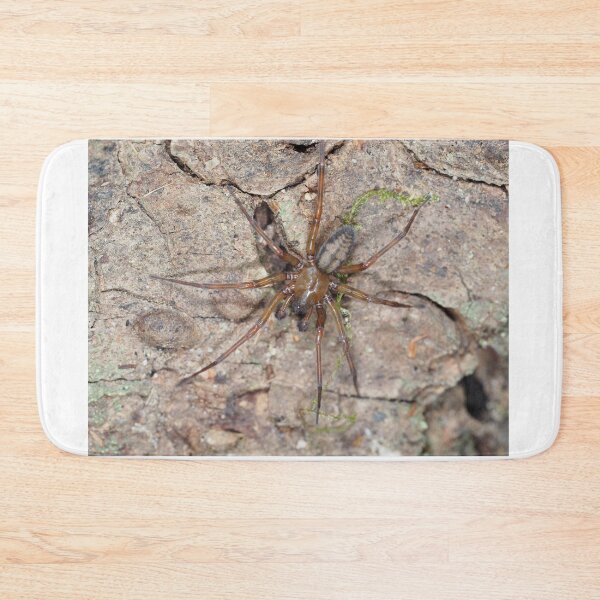 Item preview, Callobius pictus or similar hacklemesh weaver spider designed and sold by SDym Photography.
