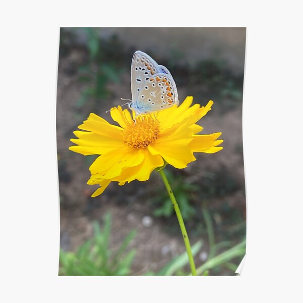Coreopsis grandiflora flower with common blue butterfly (Polyommatus icarus) feeding Poster