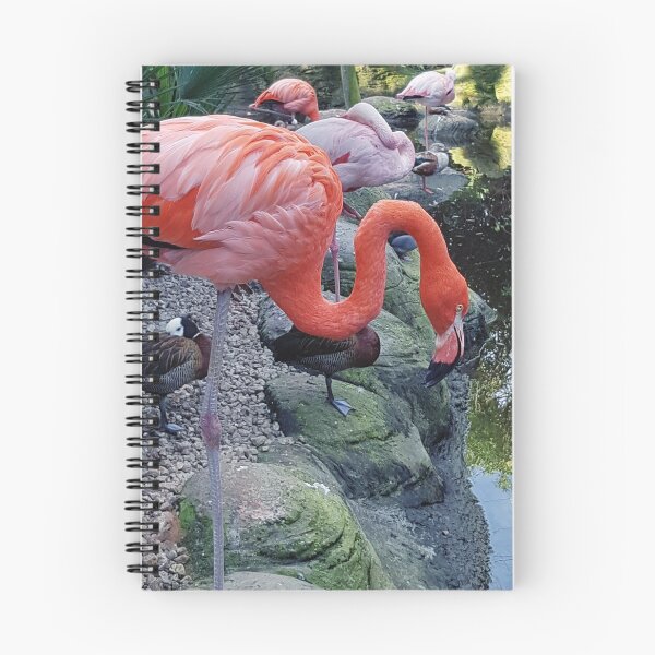 Item preview, Flamingo designed and sold by Elsabe Smith.
