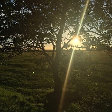 Artwork thumbnail, Tree Sunset by wbroookss