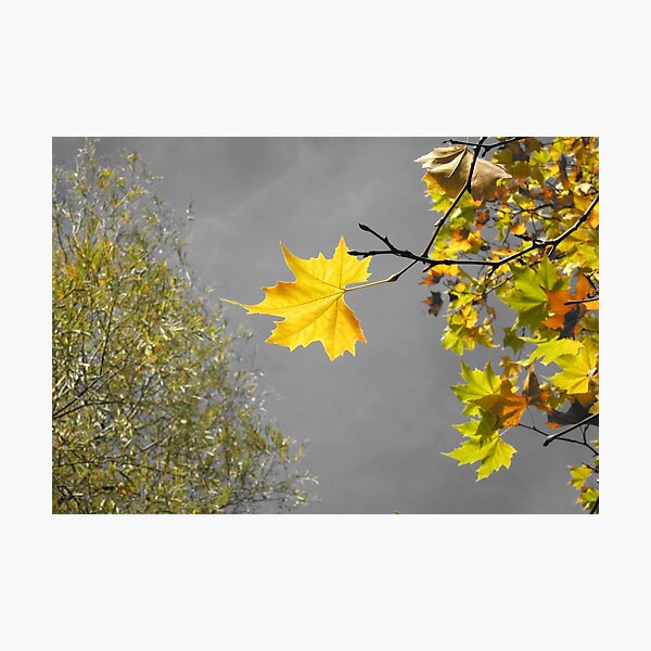 Item preview, Golden designed and sold by Nick  Kenrick Photography.