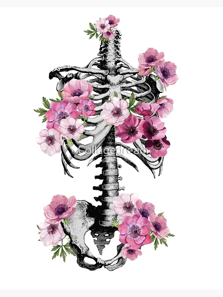 Lámina rígida «Anatomía botánica, caja torácica, pelvis, esqueleto floral  de anémonas rosas» de Collagedream | Redbubble