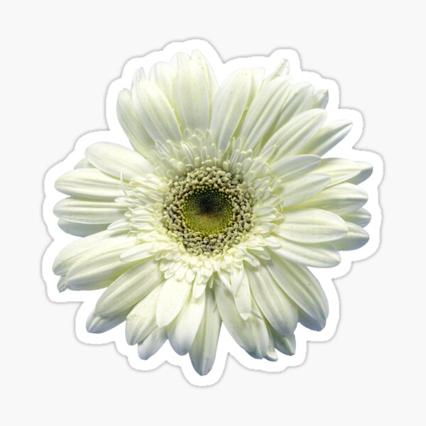 CUTE Mint Green Gerber Daisy Flower Vinyl Decal - FREE Shipping Car Window  Decal, Laptop Sticker, Yeti Tumbler Sticker, Sign Decal