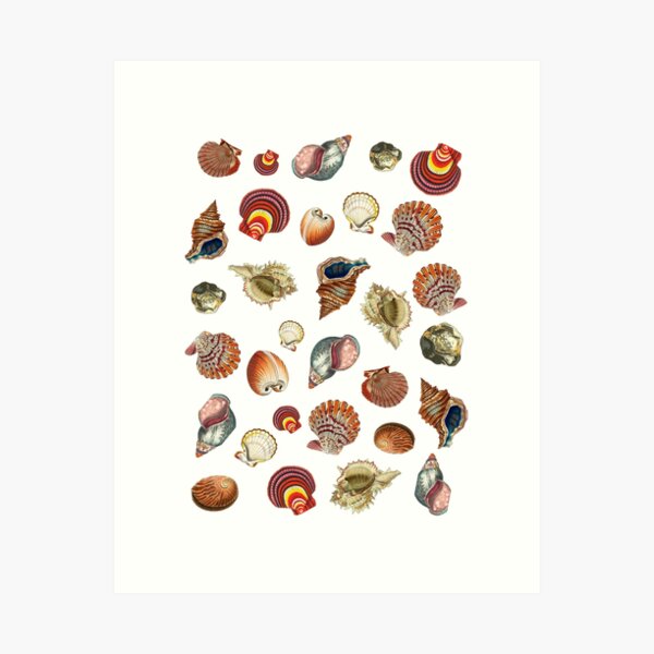 Item preview, Vintage Seashells  designed and sold by Dog Hair and Healing.