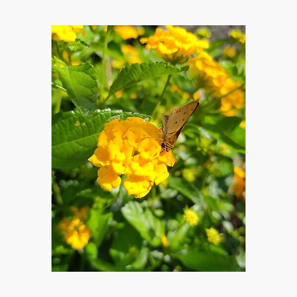 Item preview, Butterfly enjoying life designed and sold by Rudith.