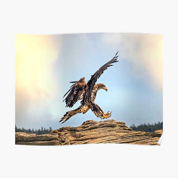 Juvenile Bald Eagle practicing its landing skills. Poster