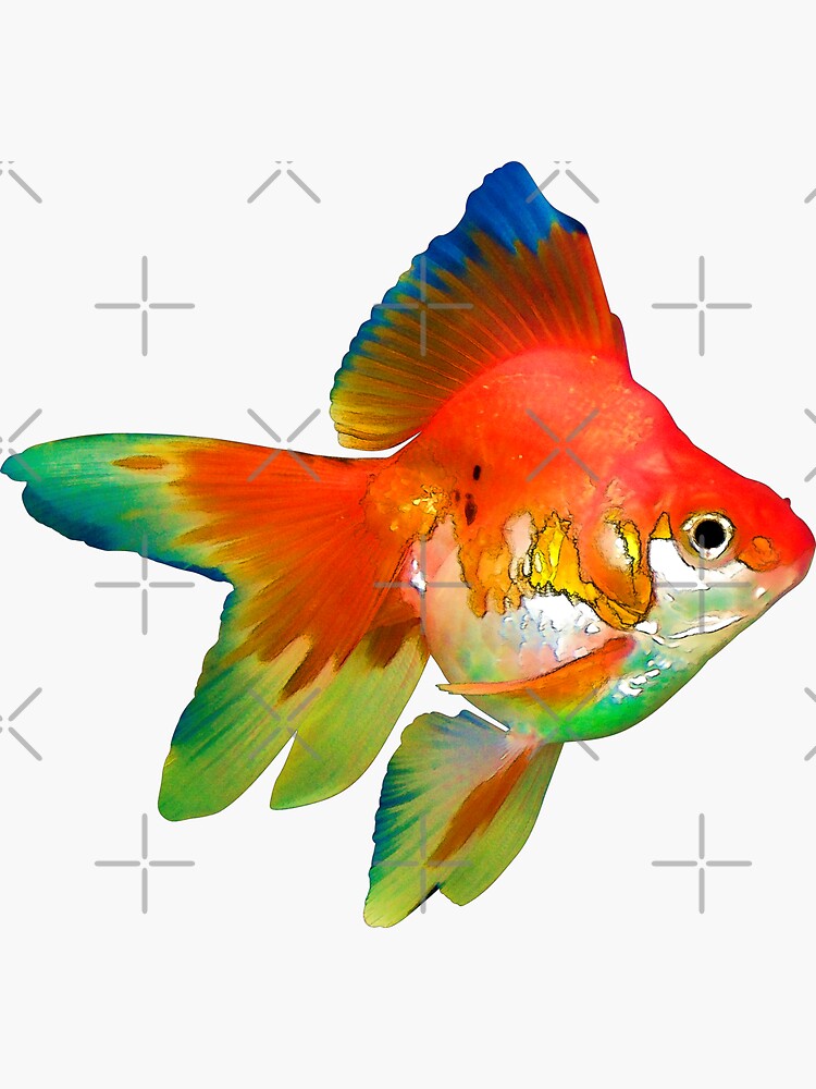 Pegatina «Pegatina Fancy Goldfish Rainbow Colors Ryukin» de JimNEmDesigns | Redbubble