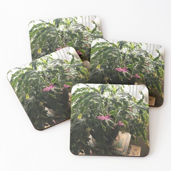 Item preview, Thanksgiving cactus  designed and sold by Bobbiplace.