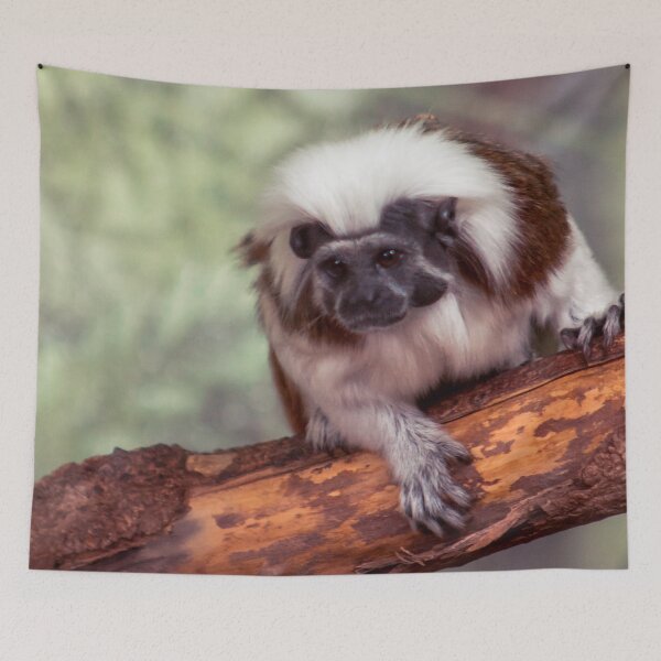 Item preview, Cotton-top tamarin climbing at the zoo designed and sold by Michael Deemer.