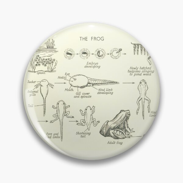 Item preview, The frog designed and sold by Mr-Filsell.