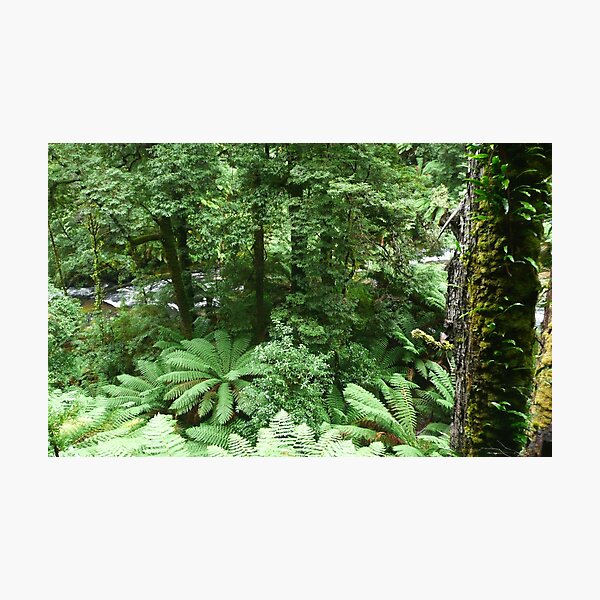 Lush Southern rainforest Photographic Print