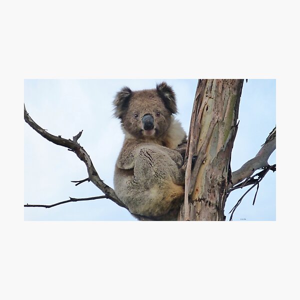 Cute koala king of the castle Photographic Print