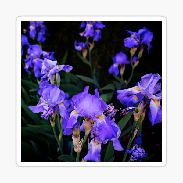 Item preview, Irises for spring beauty designed and sold by Nancy Richard.