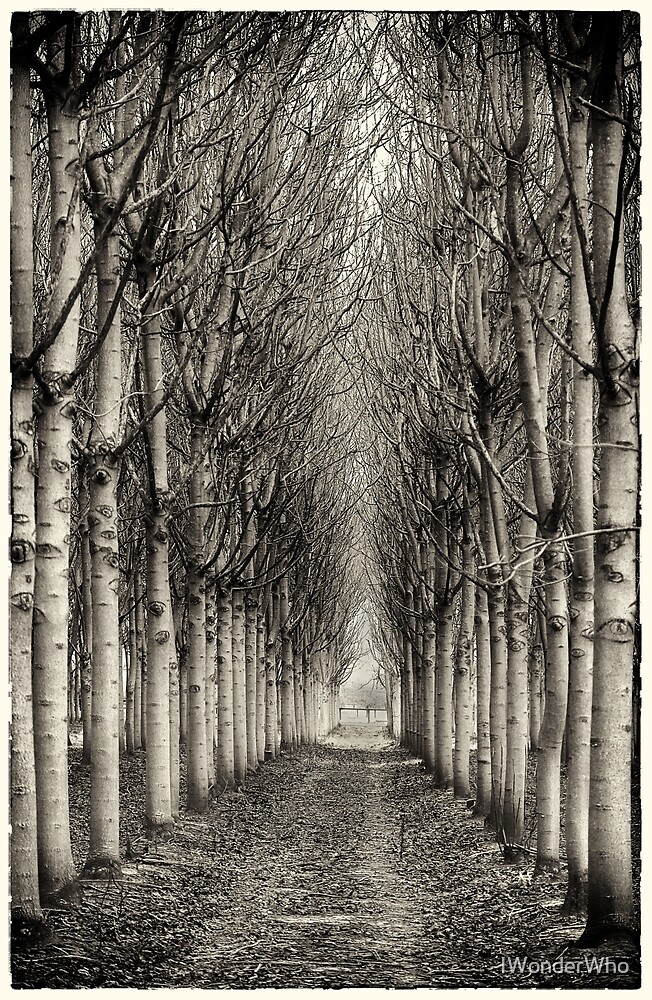 "Paulownia Plantation at North Richmond NSW" by Yvonne Jetson | Redbubble