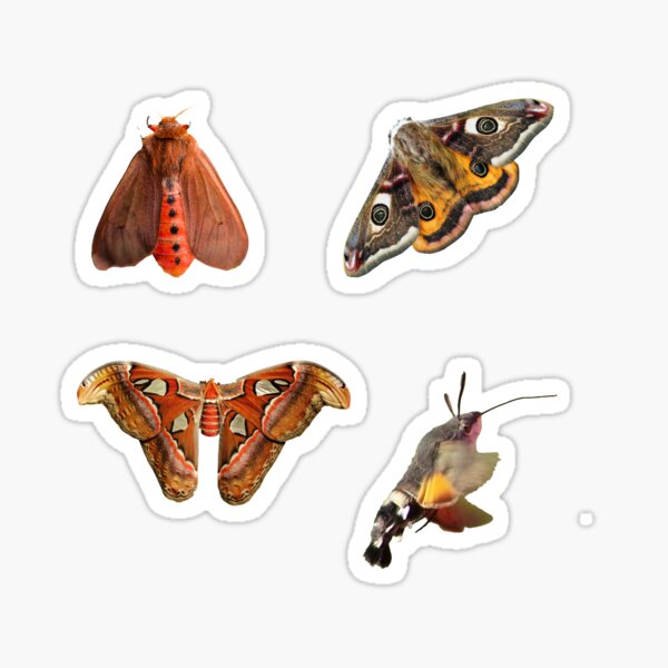 National Moth Week Sticker