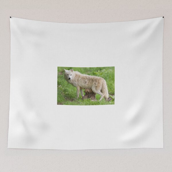 Item preview, Arctic wolf feeding pups designed and sold by James Cumming.