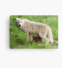 Arctic wolf feeding pups Metal Print
