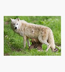 Arctic wolf feeding pups Photographic Print