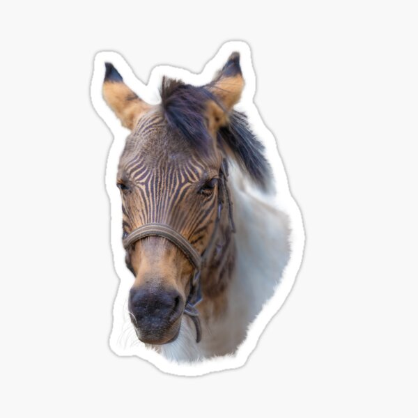 zebroid, halb zebra, halb pferd Sticker