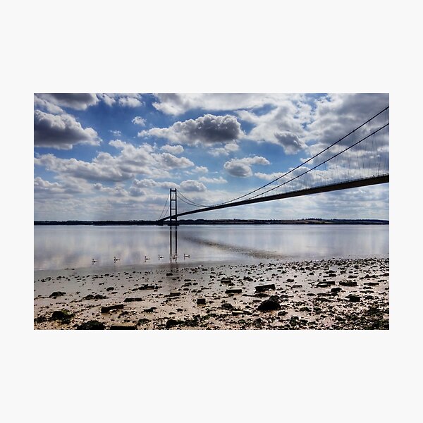 Swans at Humber Bridge Photographic Print