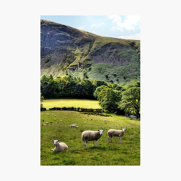 Item preview, Lucky Sheep designed and sold by Sarah Couzens.
