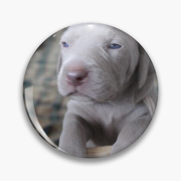 Item preview, Weim baby designed and sold by NorkeyArt.