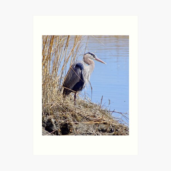 I'm Mister Blue Art Print
